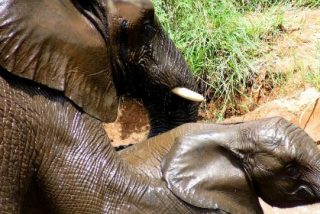 El v&iacute;deo del caprichoso beb&eacute; elefante que no quiere dejar de ba&ntilde;arse