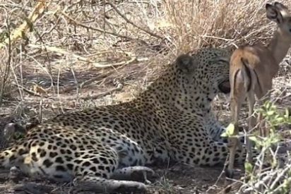El feroz leopardo que juega con su presa y acaba perdon&aacute;ndole la vida
