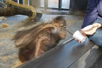 &iexcl;Toma casta&ntilde;a! El orangut&aacute;n se parte de risa con un truco de magia