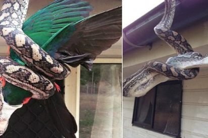 El terrible momento en que una enorme pit&oacute;n se come a un loro