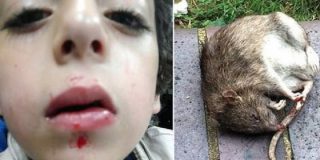 La rata gigante que ataca a un ni&ntilde;o mientras duerme... &iexcl;tratando de entrar por su boca!