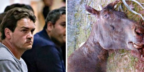 Dejan 'libre y galopante' al condenado por matar a palos a su caballo Sorky