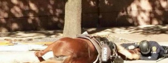 El desolado polic&iacute;a abraza y consuela a su moribunda yegua 'Charlotte'