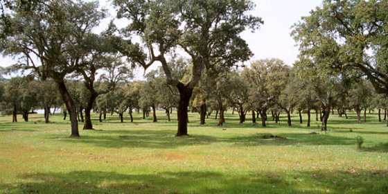 Miles de encinas y alcornoques mueren en la comarca de Granadilla