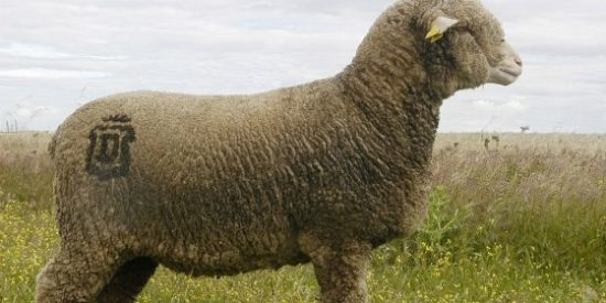 La Diputaci&oacute;n de C&aacute;ceres abre el plazo para solicitar Merino Precoz