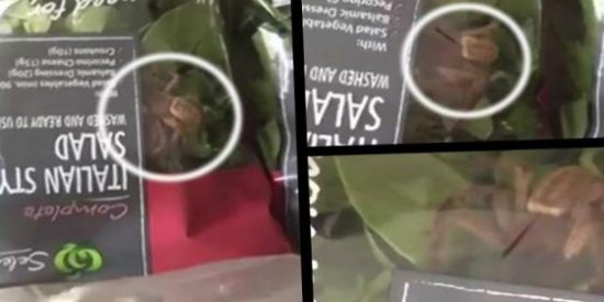[V&Iacute;DEO] La ara&ntilde;a cazadora gigante que descubren en una bolsa de ensalada del s&uacute;per... &iexcl;vivita y coleando!