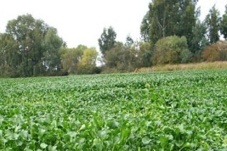 Extremadura pide al Gobierno la intervenci&oacute;n de la UME para retirar camalote