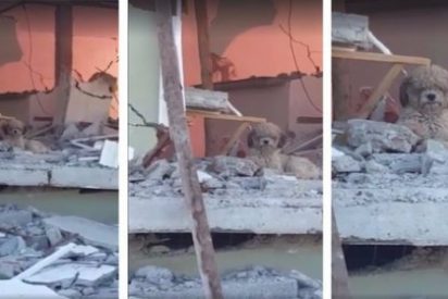 El perrito que no deja su casa tras la muerte de sus due&ntilde;os en el terremoto