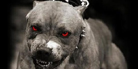 La espantosa muerte de un ni&ntilde;o de 9 a&ntilde;os atacado el d&iacute;a de Navidad por cuatro perros