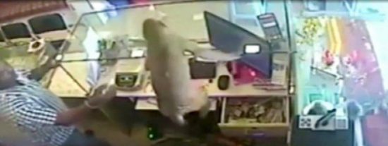 El mono desagradecido que atraca una joyer&iacute;a a plena luz del d&iacute;a
