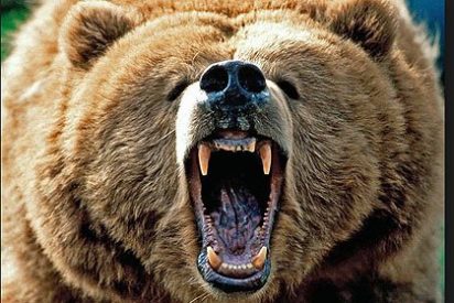 Alarma por unos fieros osos negros que despedazan a mansalva