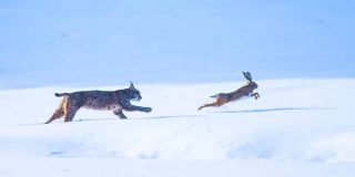 El lince y la liebre