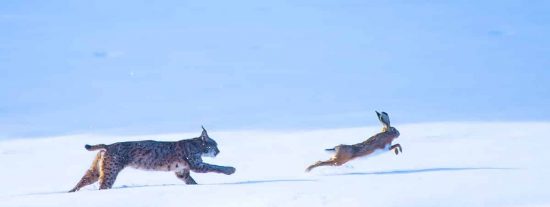 El lince y la liebre