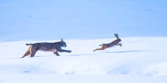 El lince y la liebre