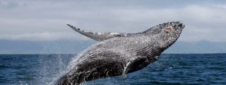 Drone graba a una ballena nadando entre surfistas