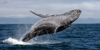 Drone graba a una ballena nadando entre surfistas