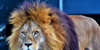 Los 10 combates animales m&aacute;s salvajes que jam&aacute;s has visto