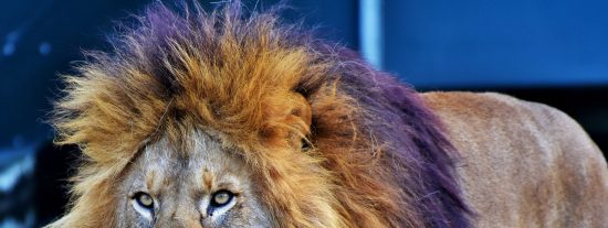 Los 10 combates animales m&aacute;s salvajes que jam&aacute;s has visto