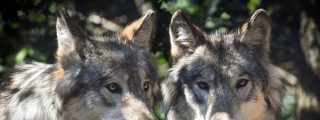 El lobo salvaje se convirti&oacute; en un perro domesticado en Alemania