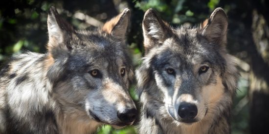 El lobo salvaje se convirti&oacute; en un perro domesticado en Alemania