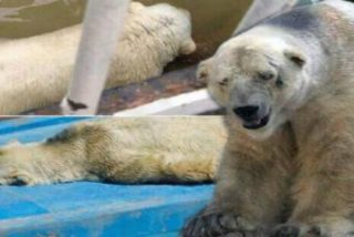 La muerte de Arturo: el oso polar m&aacute;s triste del mundo