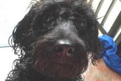 El malandro venezolano que viola a un perro para poder robar