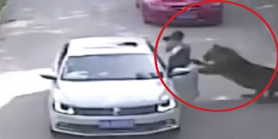 [VÍDEO] El tigre devora a la mujer tras una violenta discusión conyugal