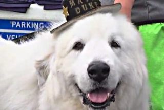 Conoce a 'Duke', el perro elegido alcalde por tercera legislatura consecutiva