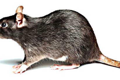 Rata muerde a un bebé en la incubadora del hospital