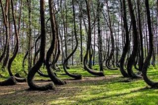 Enigmas y Misterios: el bosque mágico de Polonia con los árboles torcidos