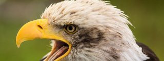 El letal ataque del &aacute;guila: lagarto, pato, mono, canguro&hellip;