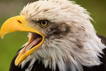 El mortal ataque del &aacute;guila: lagarto, pato, mono, canguro&hellip;
