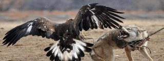 La ley del m&aacute;s fuerte: Combates a muerte entre grandes animales salvajes