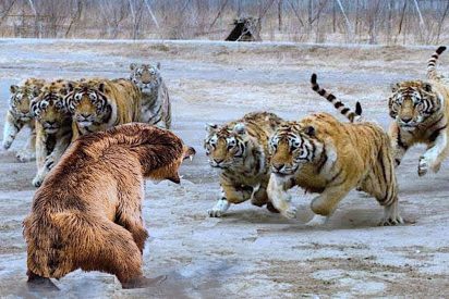 Cazadores y cazados: La cruel ley del m&aacute;s fuerte en el mundo animal