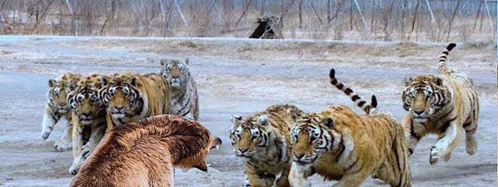 Cazadores y cazados: La cruel ley del m&aacute;s fuerte en el mundo animal