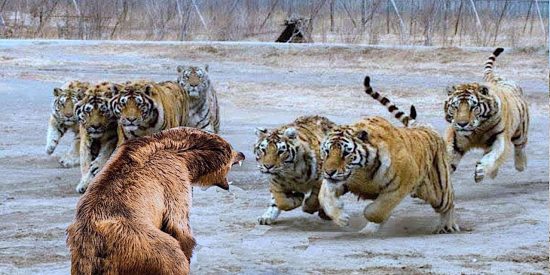 Cazadores y cazados: La cruel ley del m&aacute;s fuerte en el mundo animal