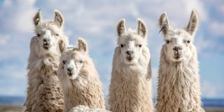 Cuando los lindos animales se hartan de los humanos y pasan al ataque