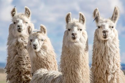 Cuando los lindos animales se hartan de los humanos y pasan al ataque