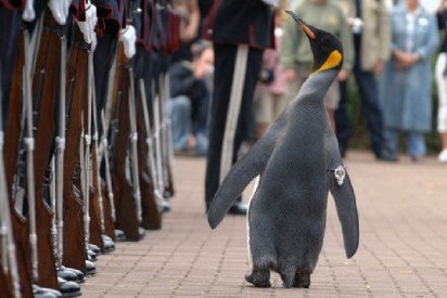 'Sir Nils Olav', el ping&uuml;ino que es general de la Guardia Real noruega