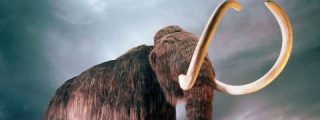 mamut