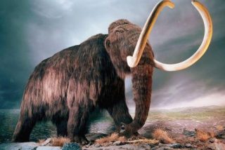 mamut