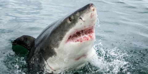 El gran tiburón blanco mediterráneo: los secretos ocultos en su ADN ‘asesino’