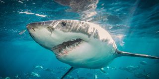 Los 3 peores y m&aacute;s feroces ataques de tiburones jam&aacute;s registrados
