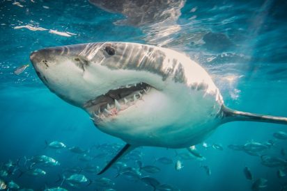 Los 3 peores y m&aacute;s feroces ataques de tiburones jam&aacute;s registrados