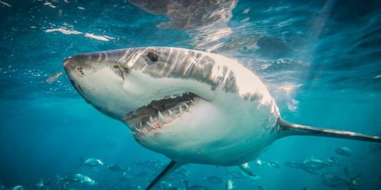 Los 3 peores y m&aacute;s feroces ataques de tiburones jam&aacute;s registrados