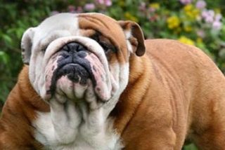 La dulce vagancia: un arte que los animales (y especialmente los perros) dominan con maestr&iacute;