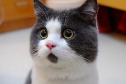 Un gato se inscribe para votar en Francia y nadie se da cuenta