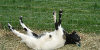 Las cabras que se desmayan al ver abrirse un paraguas