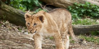 Cachorro de le&oacute;n