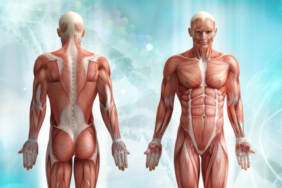 Las partes del cuerpo humano que 'no sirven para nada' y la evolución no logra explicar